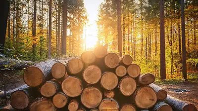 photo de rondins de bois dans la forêt