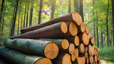 photo de rondins de bois dans la forêt